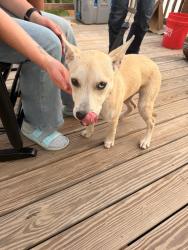 Found/Stray Male Dog last seen S & M Auto Parts, US 29 North, Belton, SC 29627