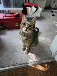 Reunited Male Cat last seen Moore Street x Hawthorne Ave., Princeton, NJ 08540