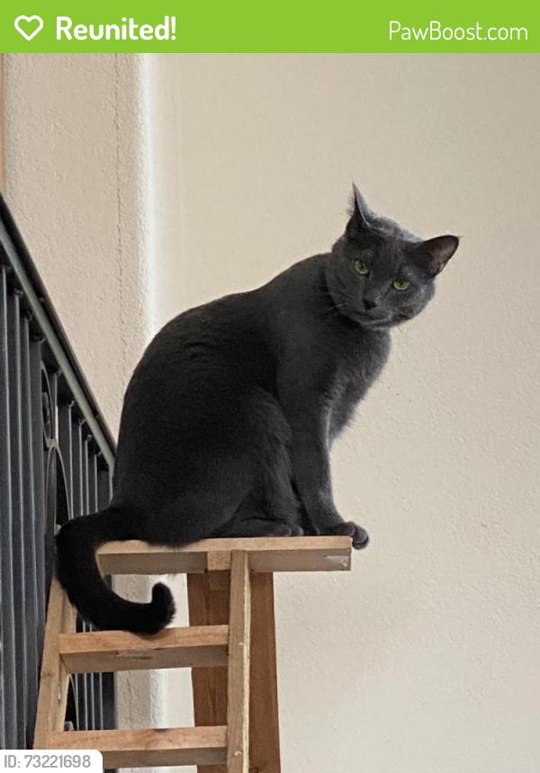 Reunited Female Cat last seen York Street at Signal Creek Blvd, Tho, Thornton, CO 80241
