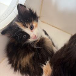 Shelter Stray Unknown Cat last seen , 1109 Moore Ave, Portland, TX 78374, USA