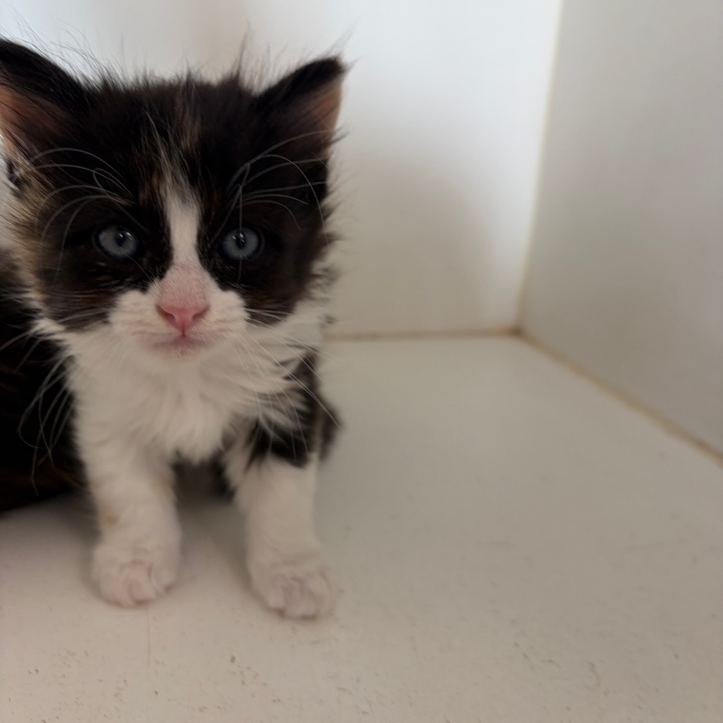 Shelter Stray Unknown Cat last seen , 1109 Moore Ave, Portland, TX 78374, USA