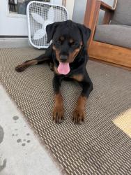 Found/Stray Female Dog last seen Blue Jasmine park, San Antonio, TX 78245