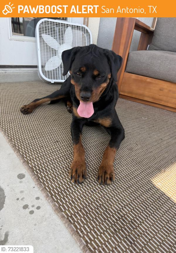 Found/Stray Female Dog last seen Blue Jasmine park, San Antonio, TX 78245