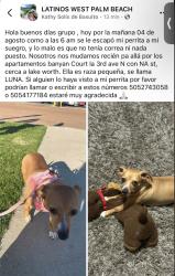 Reunited Female Dog last seen Near 3rd Ave N, Lake Worth Beach, FL 33460, Lake Worth Beach, FL 33460