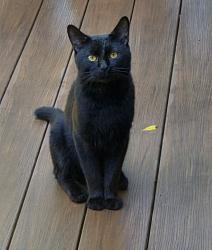 Reunited Male Cat last seen Mountain Rd/Turnpike rd, Somers, CT 06071