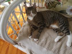 Reunited Female Cat last seen Penn Street and lake Ave in Grandview Heights, WPB, West Palm Beach, FL 33401