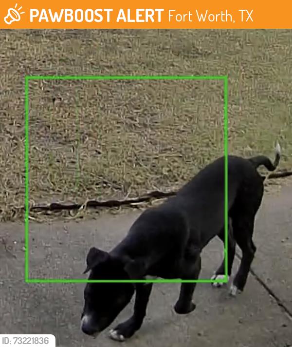 Found/Stray Unknown Dog last seen Wilbarger, Fort Worth, TX 76119