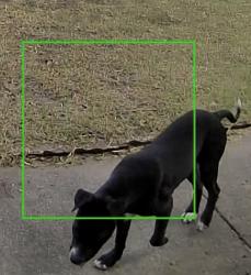 Found/Stray Unknown Dog last seen Wilbarger, Fort Worth, TX 76119