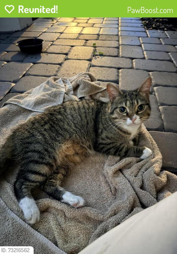 Reunited Unknown Cat last seen Avanti Waterside off of Lakewood Ranch Blvd., Sarasota, FL 34240