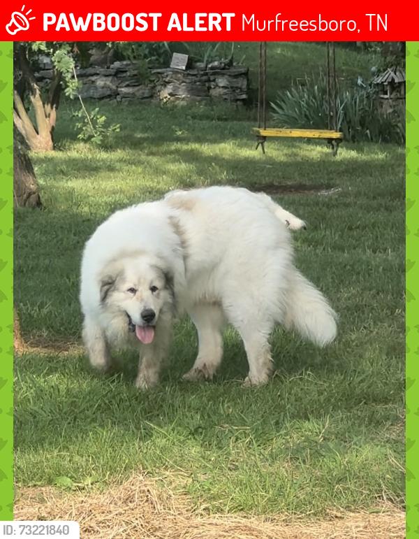 Lost Male Dog last seen Manson Pike & Florence Rd, Murfreesboro, TN 37128