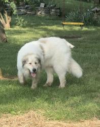 Lost Male Dog last seen Manson Pike & Florence Rd, Murfreesboro, TN 37128