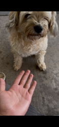 Lost Male Dog last seen El Monte rd, El Cajon, CA 92020