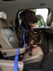 Found/Stray Female Dog last seen West center st ext, Lexington, NC 27295