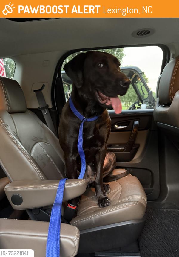 Found/Stray Female Dog last seen West center st ext, Lexington, NC 27295