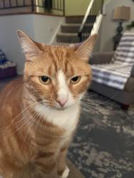 Lost Female Cat last seen Highland dr Pottsville, Pottsville, PA 17901
