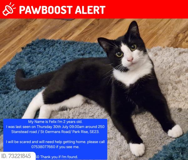 Lost Male Cat last seen Stanstead Road / St Germans Road, Greater London, England SE23 1HY