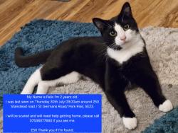 Lost Male Cat last seen Stanstead Road / St Germans Road, Greater London, England SE23 1HY