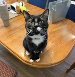 Reunited Male Cat last seen Stone Hollow Rd and Morley Rd, Concord Township, OH 44060