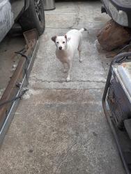 Found/Stray Unknown Dog last seen 104th St and Normandie, Westmont, CA 90047