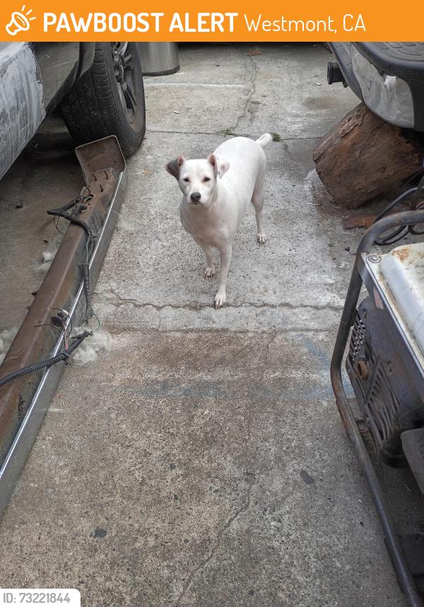 Found/Stray Unknown Dog last seen 104th St and Normandie, Westmont, CA 90047