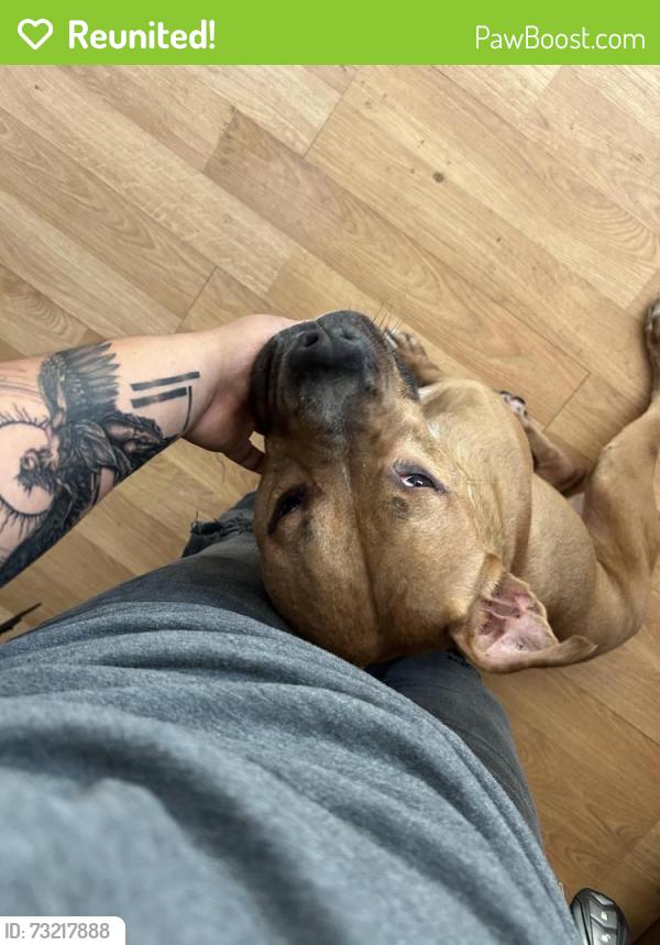 Reunited Male Dog last seen SUMNER AVE AND N4TH ST, Allentown, PA 18102