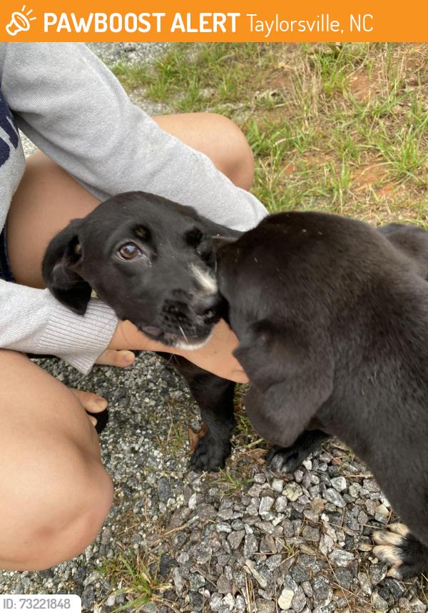 Found/Stray Male Dog last seen Golf Course Lane and 64/90, Taylorsville, NC 28681