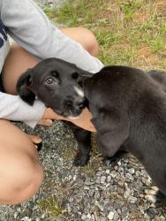 Found/Stray Male Dog last seen Golf Course Lane and 64/90, Taylorsville, NC 28681
