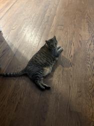 Lost Female Cat last seen 4th street, West Islip, NY 11795