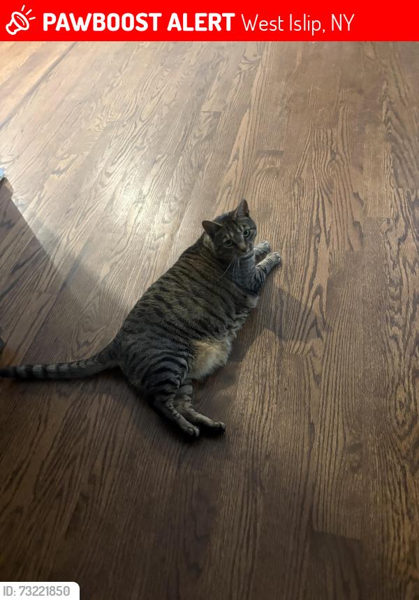 Lost Female Cat last seen 4th street, West Islip, NY 11795