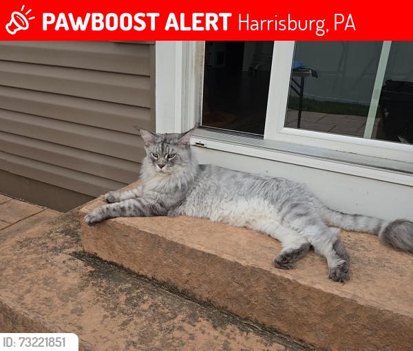 Lost Male Cat last seen Off from Crums Mill Rd in Harrisburg PA, Harrisburg, PA 17110