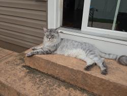 Lost Male Cat last seen Off from Crums Mill Rd in Harrisburg PA, Harrisburg, PA 17110