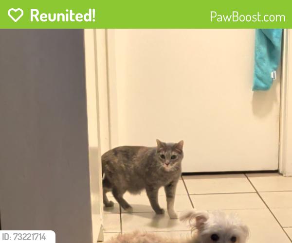 Reunited Female Cat last seen E. Villa St. and Catalina, Pasadena, CA 91106