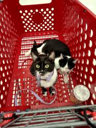 Lost Female Cat last seen Banker Dr, Dublin, OH 43017