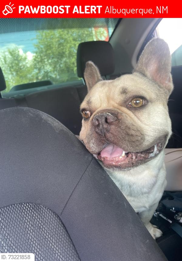 Lost Male Dog last seen 2nd ST SW, Albuquerque, NM 87102
