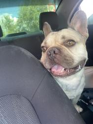 Lost Male Dog last seen 2nd ST SW, Albuquerque, NM 87102
