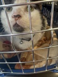 Reunited Male Cat last seen harehills park, West Yorkshire, England LS9