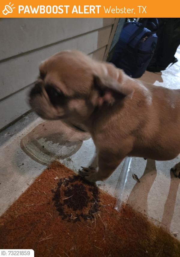 Found/Stray Unknown Dog last seen Pipers view, Webster, TX 77598