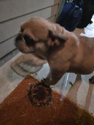 Found/Stray Unknown Dog last seen Pipers view, Webster, TX 77598