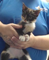 Shelter Stray Female Cat last seen Near BLOCK ST GEORGE DR, FAYETTEVILLE NC 28306, 4704 Corporation Dr, Fayetteville, NC 28306, USA