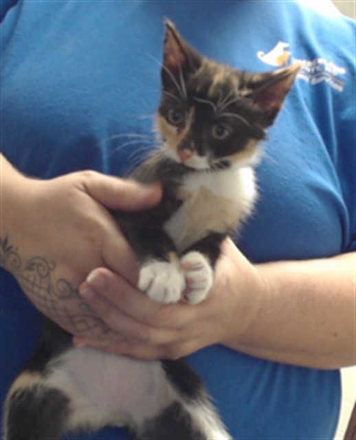 Shelter Stray Female Cat last seen Near BLOCK ST GEORGE DR, FAYETTEVILLE NC 28306, 4704 Corporation Dr, Fayetteville, NC 28306, USA