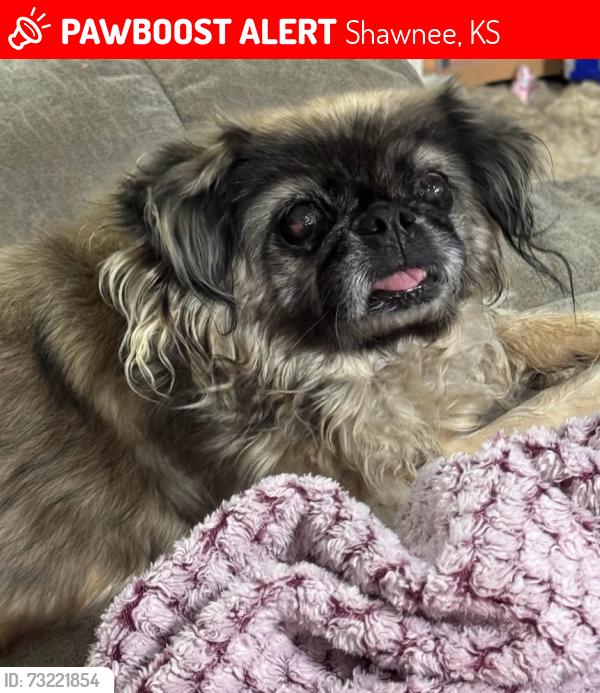 Lost Female Dog last seen West Shawnee - Shawnee Mission PKWY & Woodland, Shawnee, KS 66218