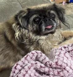 Lost Female Dog last seen West Shawnee - Shawnee Mission PKWY & Woodland, Shawnee, KS 66218