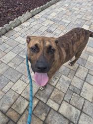 Reunited Male Dog last seen Nature Trail Blvd/ New Life Christian Church, Bayonet Point, FL 34668