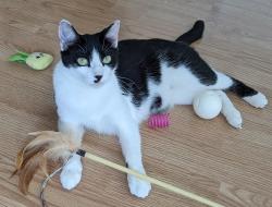 Lost Female Cat last seen Gateway Blvd and Federal Hwy, Boynton Beach, FL 33435