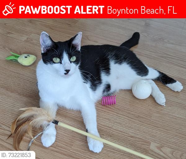 Lost Female Cat last seen Gateway Blvd and Federal Hwy, Boynton Beach, FL 33435