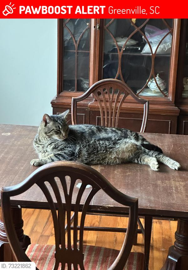 Lost Male Cat last seen At our hse, Greenville, SC 29607