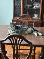 Lost Male Cat last seen At our hse, Greenville, SC 29607