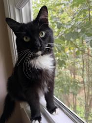 Lost Female Cat last seen The Boulevard, Newnan, GA 30263
