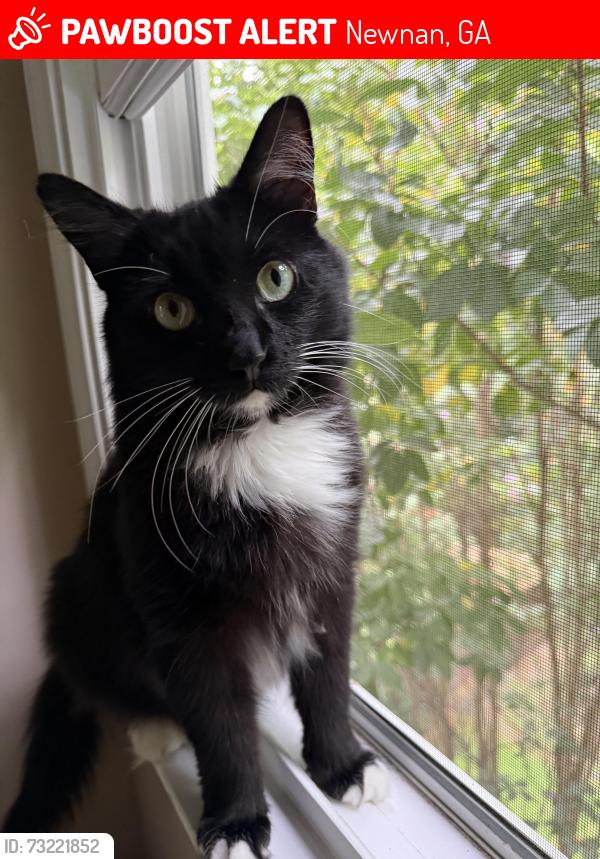 Lost Female Cat last seen The Boulevard, Newnan, GA 30263