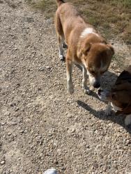 Found/Stray Unknown Dog last seen FM 2086, Temple, TX 76508